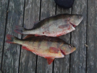 Ahven 1,28 kg