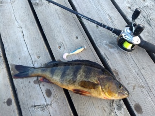 Ahven 860 g