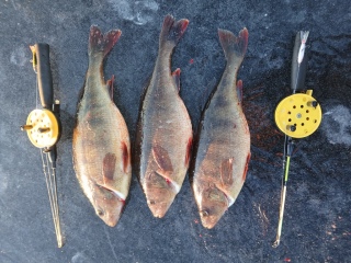 Ahven 1,05 kg