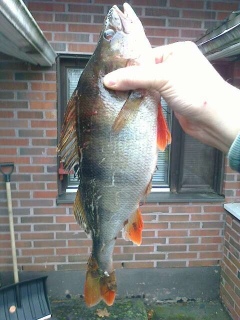 Ahven 750 g