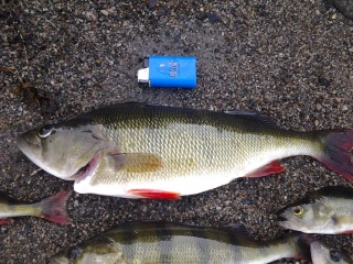 Ahven 620 g