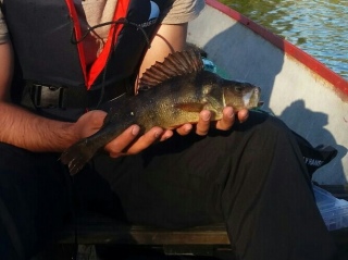 Ahven 410 g
