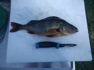 Ahven 580 g