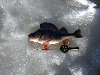 Ahven 1,10 kg