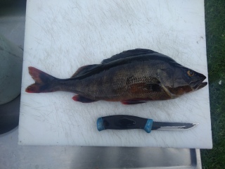 Ahven 760 g