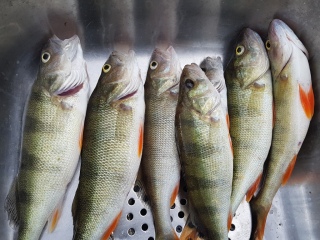 Ahven 1,57 kg
