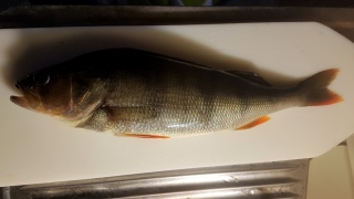 Ahven 460 g