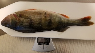 Ahven 495 g