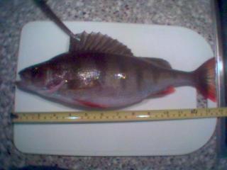 Ahven 900 g