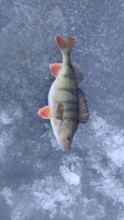Ahven 1,48 kg