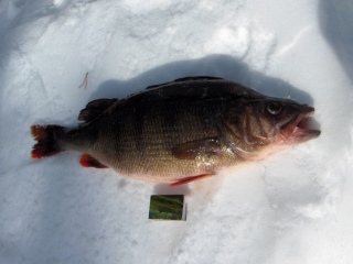 Ahven 1,83 kg