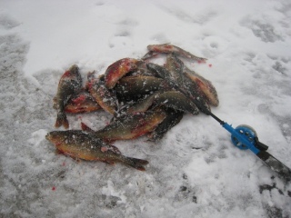Ahven 3,30 kg
