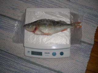 Ahven 145 g