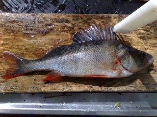 Ahven 650 g