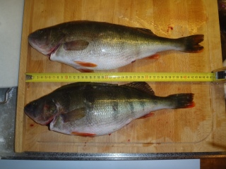 Ahven 1,14 kg