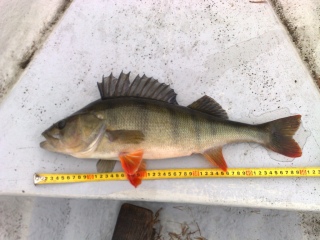 Ahven 1,48 kg