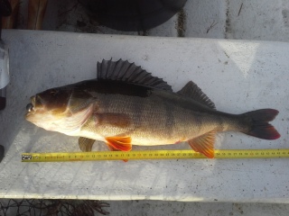 Ahven 1,10 kg