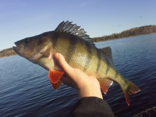 Ahven 1,44 kg