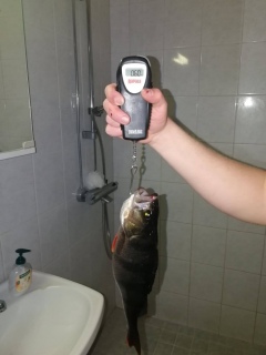 Ahven 600 g