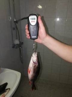 Ahven 430 g