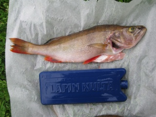 Ahven 450 g