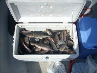 Ahven 25,00 kg
