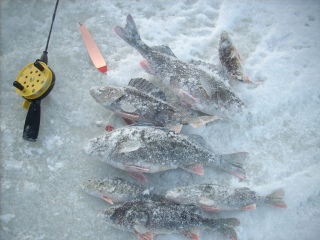 Ahven 350 g