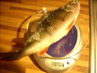 Ahven 370 g