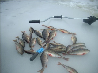 Ahven 2,50 kg