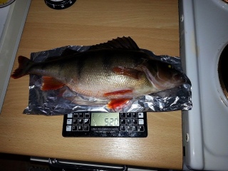 Ahven 520 g