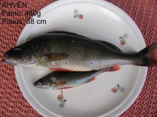 Ahven 480 g