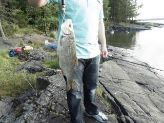 Siika 1,25 kg