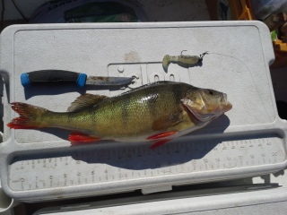 Ahven 1,05 kg