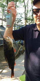 Ahven 1,30 kg