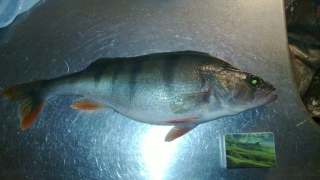 Ahven 370 g