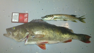 Ahven 1,26 kg