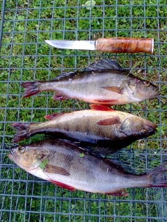 Ahven 250 g