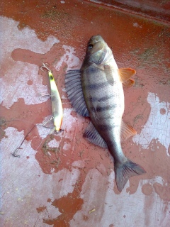 Ahven 340 g