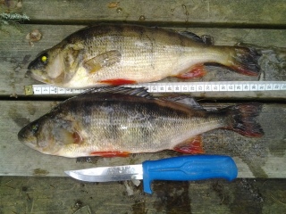 Ahven 440 g