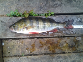 Ahven 330 g