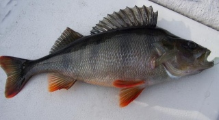 Ahven 750 g