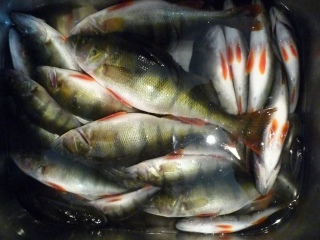 Ahven 3,60 kg