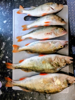 Ahven 1,50 kg