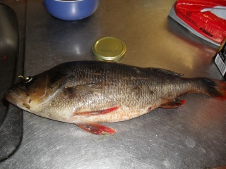 Ahven 1,55 kg