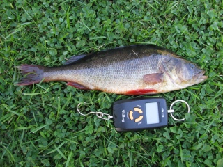 Ahven 410 g