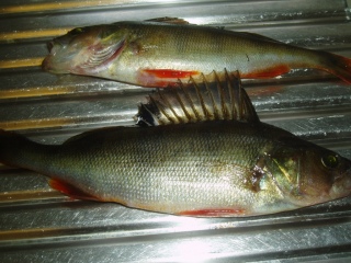 Ahven 150 g