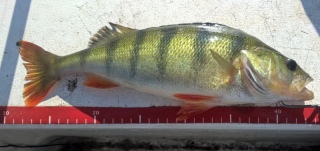 Ahven 480 g