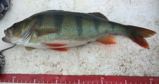 Ahven 580 g
