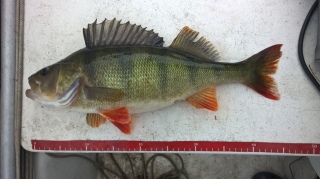 Ahven 1,37 kg