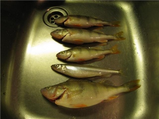 Ahven 500 g